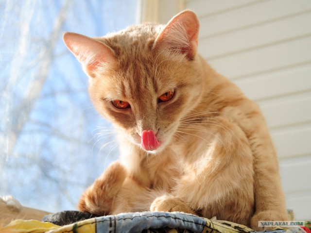 Котовторник 27.03.2012