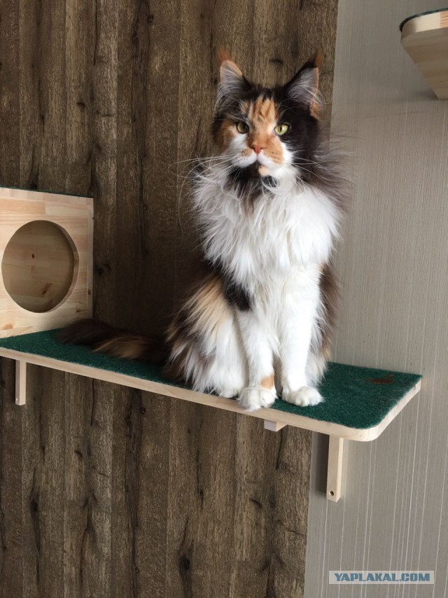 Маленький котямба