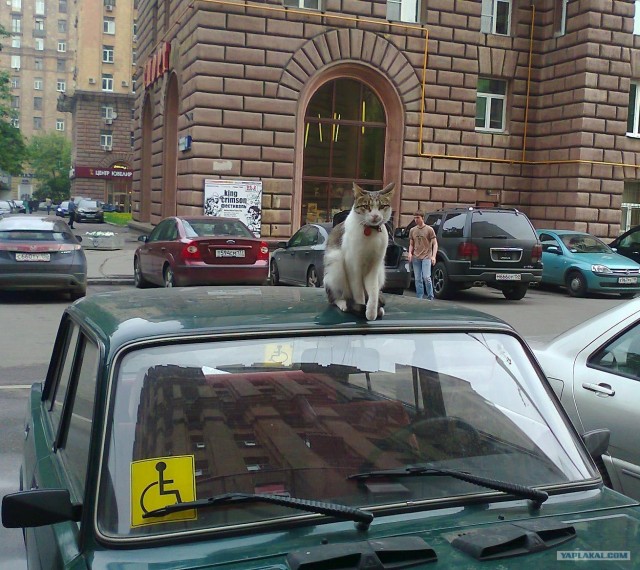 Котовторник 29.05.2012
