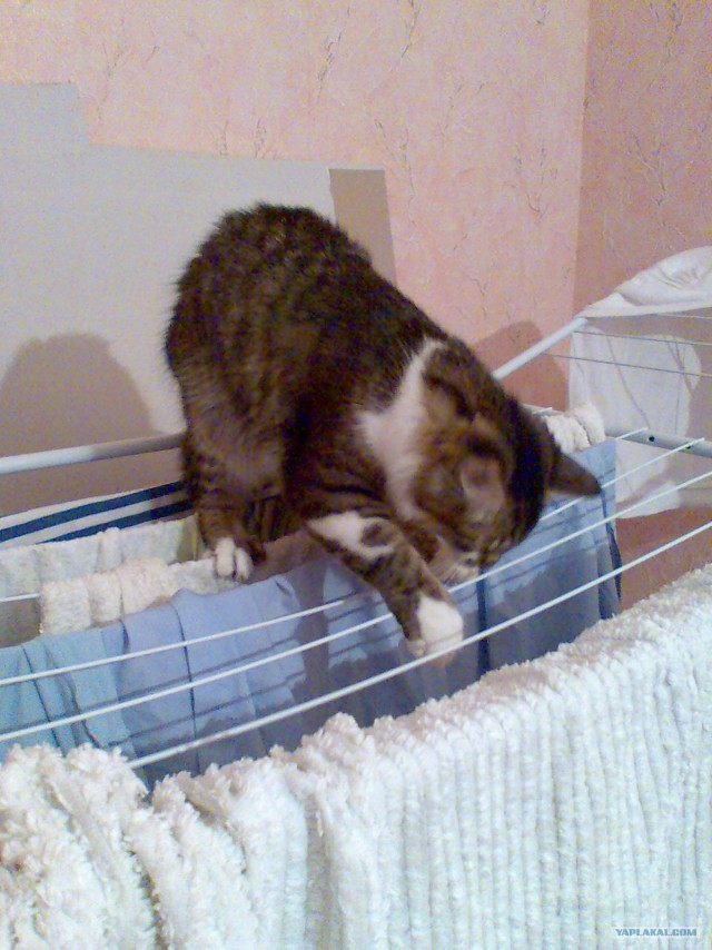 Котовторник 31.07.2012 г.