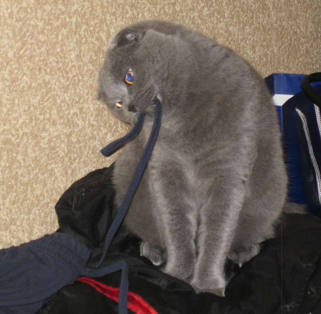 Котовторник  28.08.12