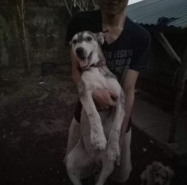 Живность из сети
