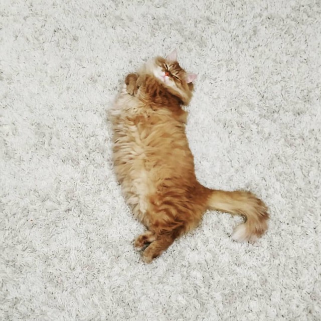 Прикольных котов пост