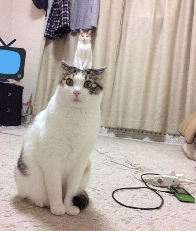 Забавные фото котеек