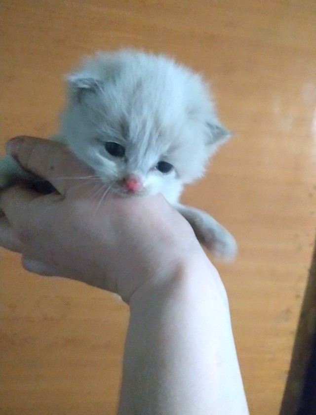 Кот,- опасный и лютый зверь.
