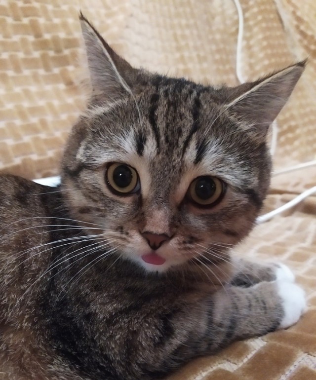 Котофеев пост