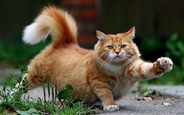 Котофеев пост