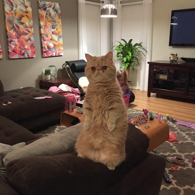 Коты из сети