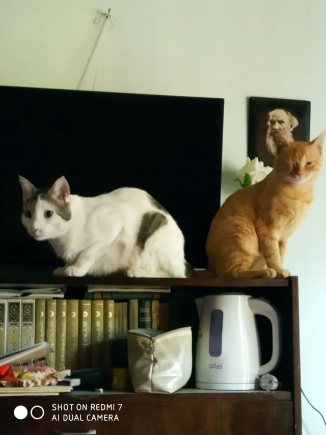 Смешные коты