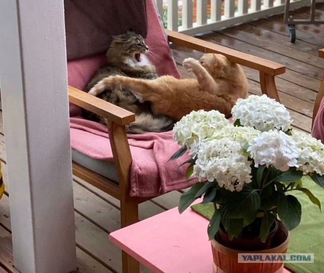 Котовторник?! Коты во вторник!
