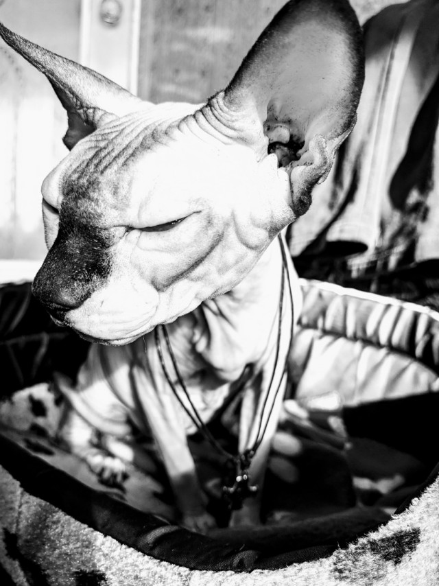 "Удоли!" Дурацкие фото котеек, которые они просили не показывать