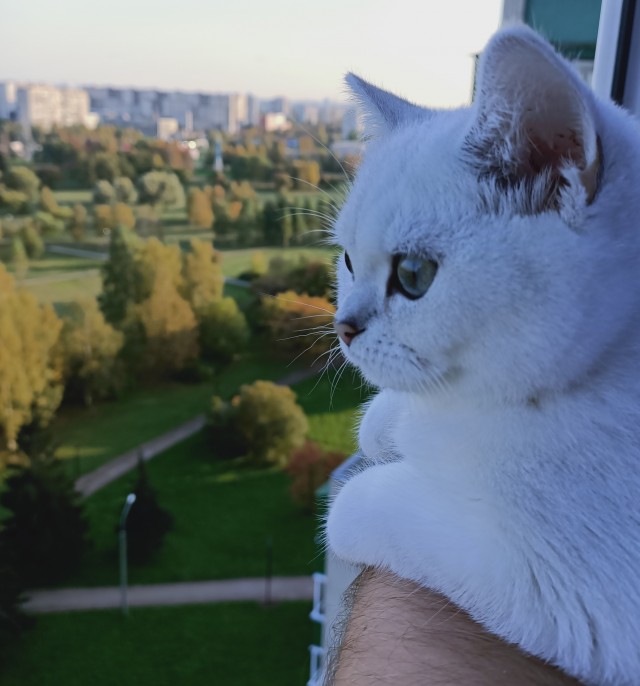 Котейки и солнышко