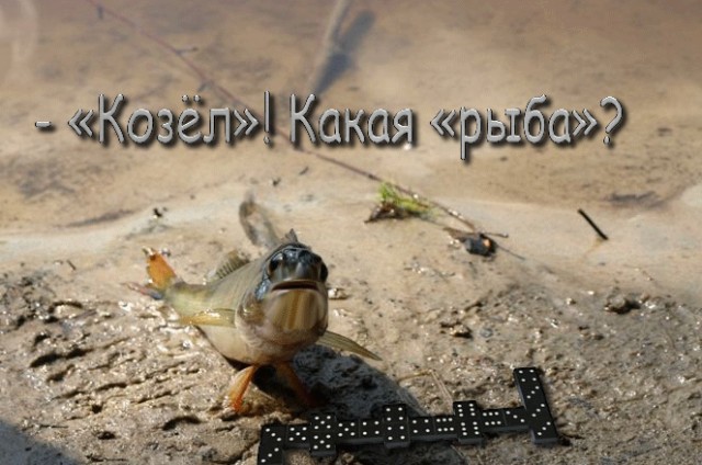 Фотожаба: "Чо?"