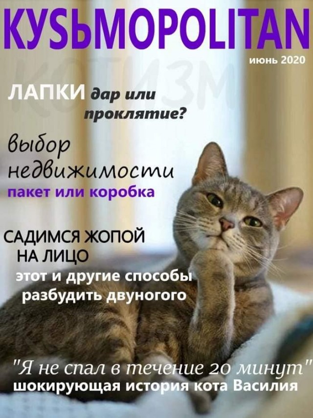 Кошатникам
