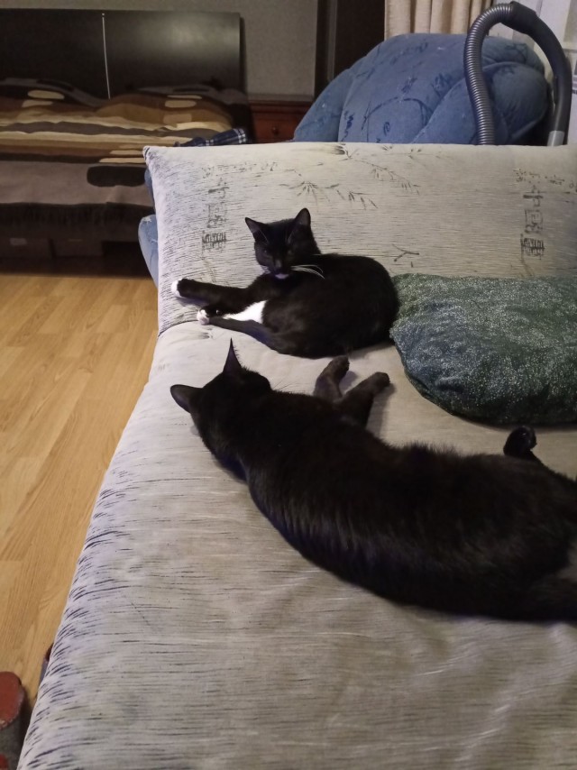 Даешь котовторник!