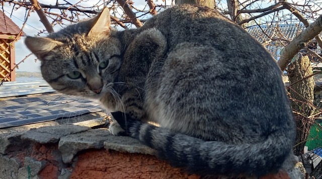 Котовторник же очередной
