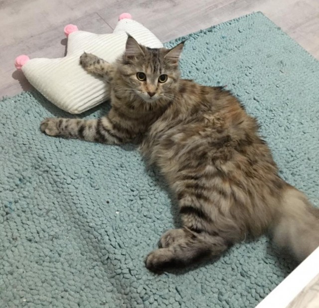Хоба! Котовторник!