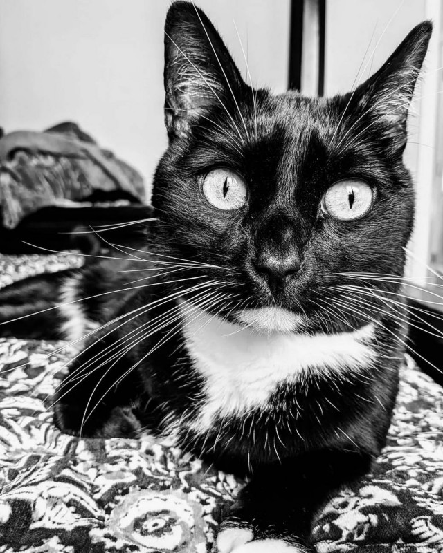 Разные котики