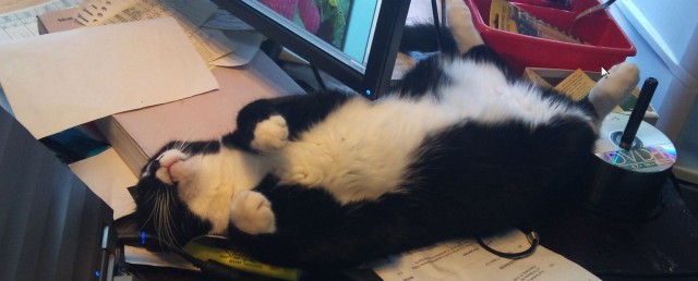 Коты в США - 3