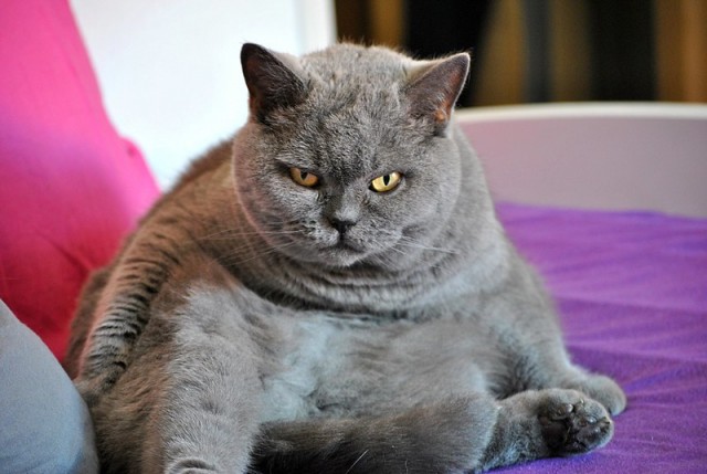 Котовторнику быть