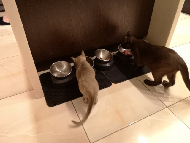 Котознатоки и котолюбители, созываю совет