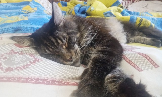 А ваши котейки че счас делают?