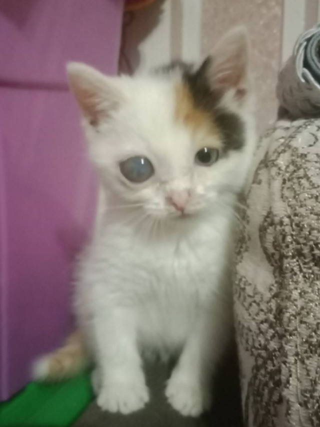 Котовторник. Королева помойки