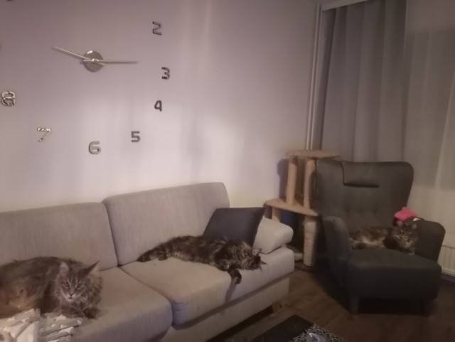 Прогнать кота невозможно