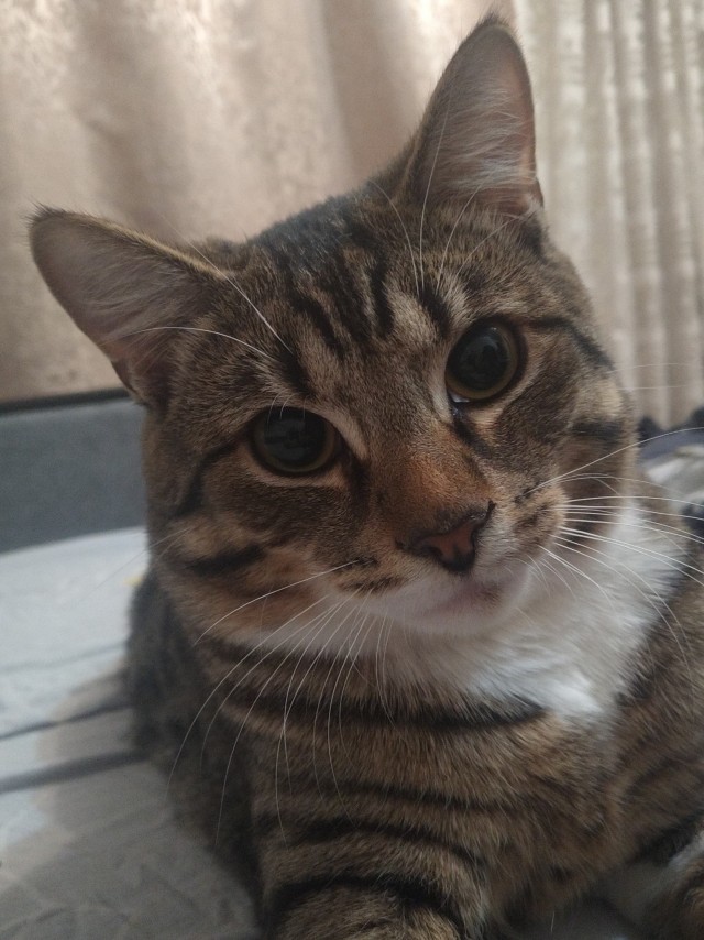 Коточетверг!