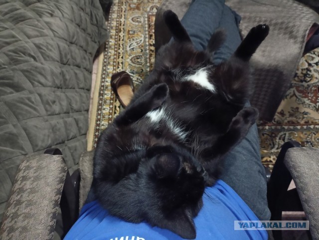 Чёрные коты не такие