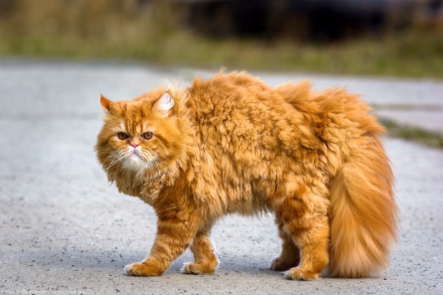 Сегодня всемирный день кошек!