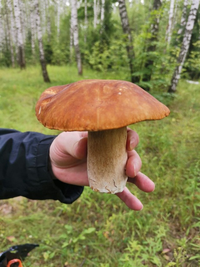 Грибы