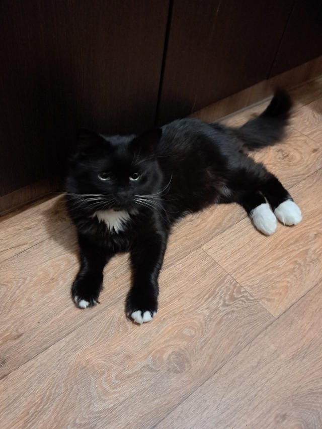 Котомемы 29.09.23