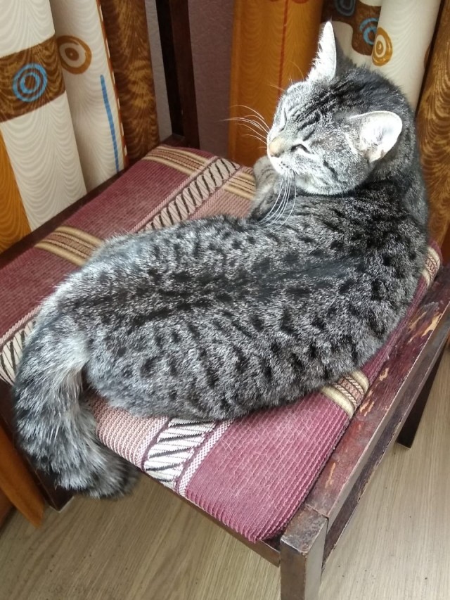 Мася