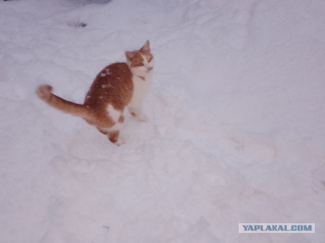 Жизнь домашнего приюта для котеек 474