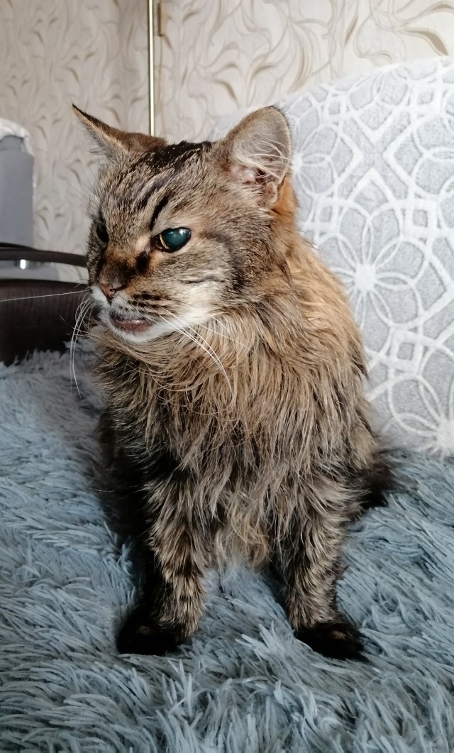 С котовторником ЯПовцы