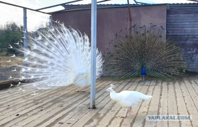 Уважаемые петербуржцы, а давно у вас в лесах павлины водятся?