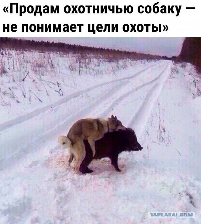 Русские медведи выгуливают собственную собаку