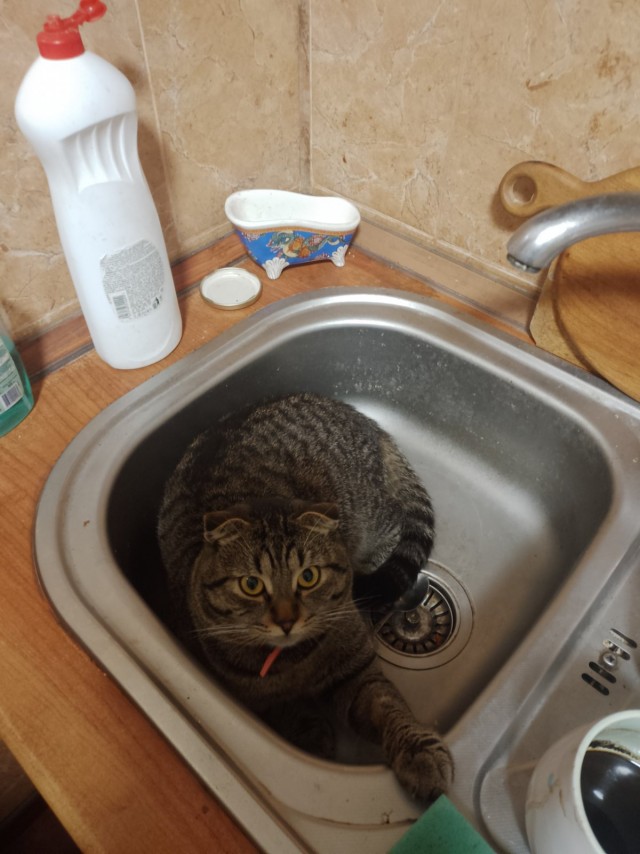 К котовторнику. Пришел жить