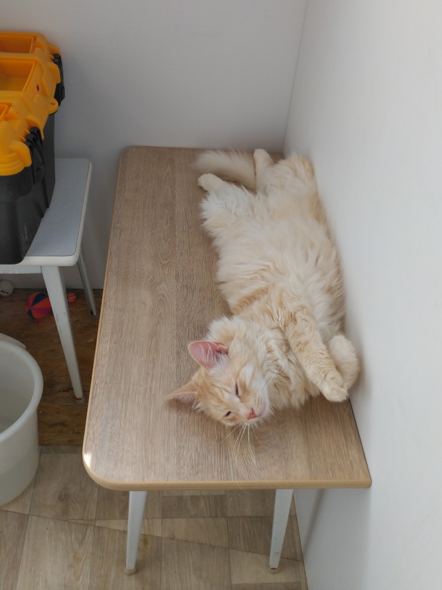 Деревенская кошка