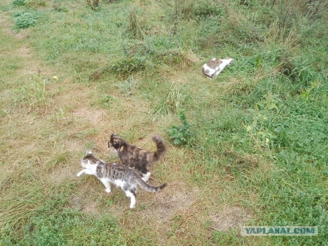 Жизнь домашнего приюта для котеек 513