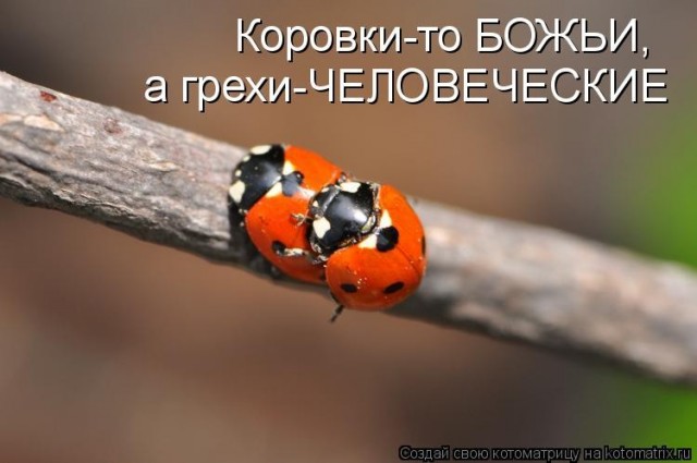 Спасатель огородов
