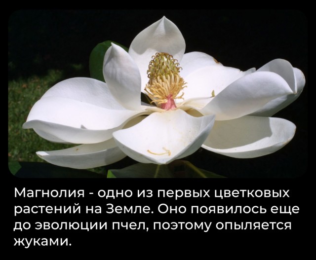 Всячина