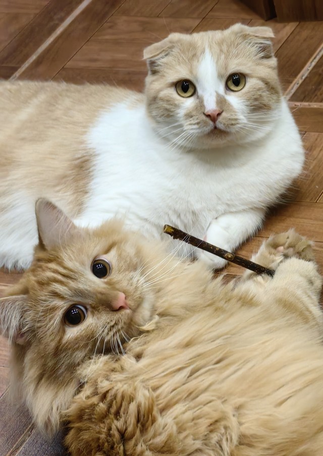 Котовторник! Успел!)