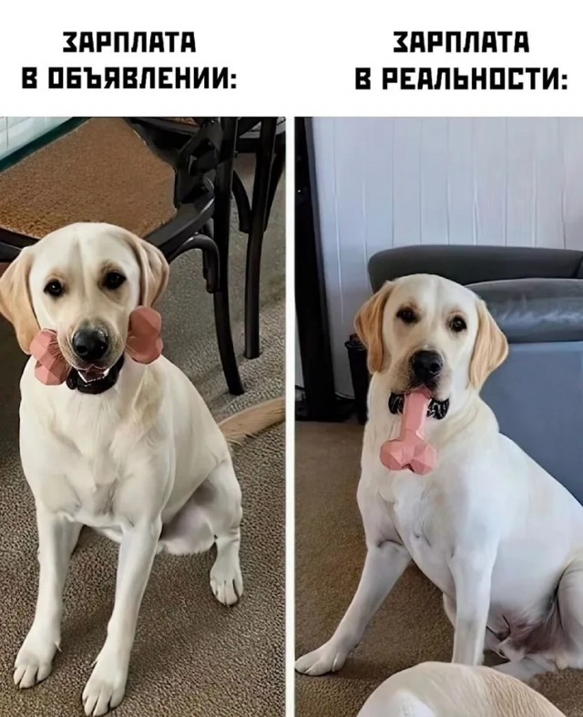 25 грустных, но жизненных мемов про зарплату