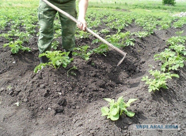 Пришло время окучивать картошку, но...
