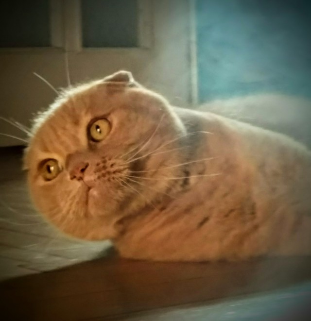 Моя жена не умеет фоткать кота
