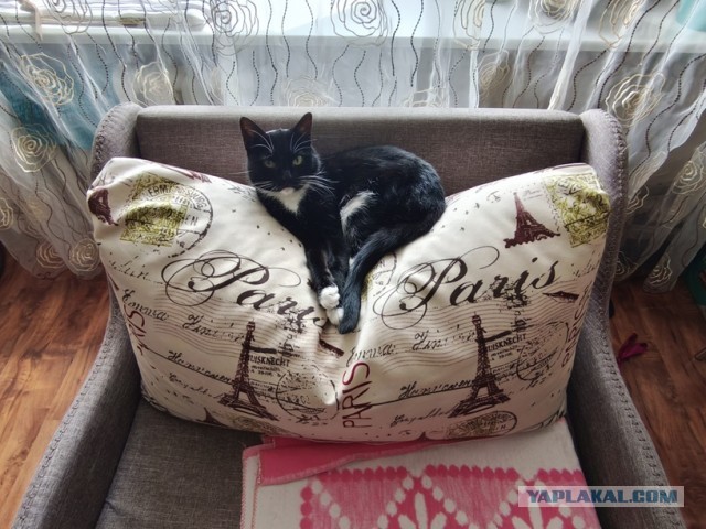 Котовторник