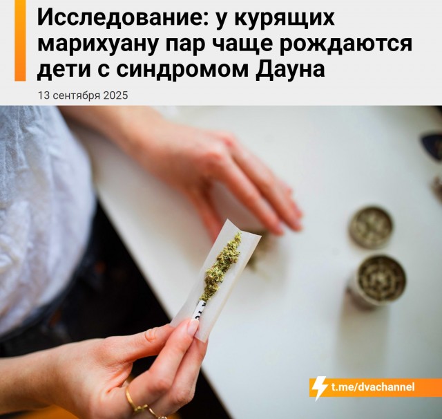 Дауны, общий сбор: