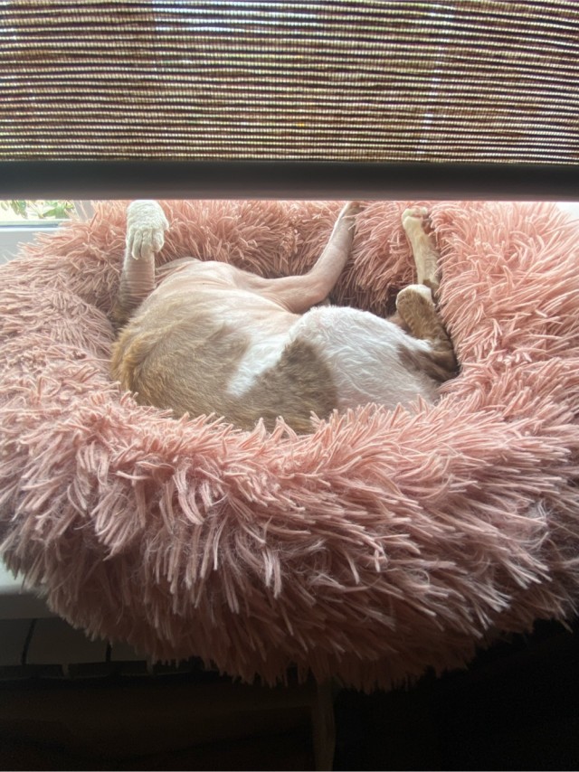 Котовторник
